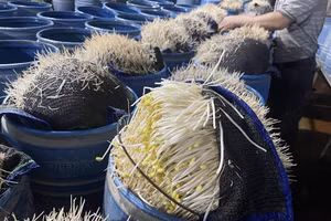 Lực lượng chức năng kiểm tra cơ sở sản xuất giá đỗ của ông Tạ Văn Hải.