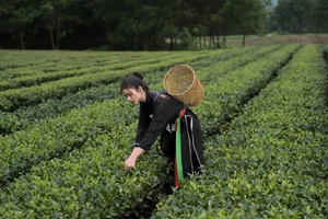 Người dân chăm nom, thu hoạch từng đồi chè xanh tươi.