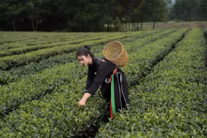 Người dân chăm nom, thu hoạch từng đồi chè xanh tươi.