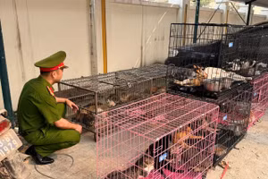 Công an kiểm tra số tang vật thu giữ.