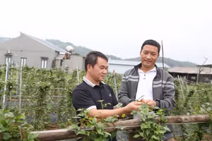 Cán bộ nông nghiệp xã Phúc Hòa cùng người dân thôn Lãn Tranh 1 bên đồi sâm.