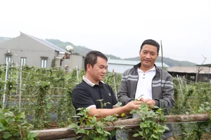 Cán bộ nông nghiệp xã Phúc Hòa cùng người dân thôn Lãn Tranh 1 bên đồi sâm.