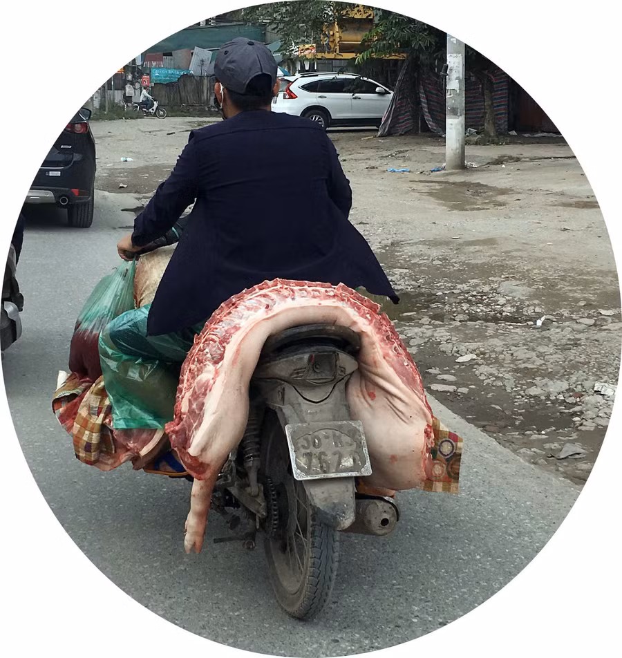 Lợn hút bụi trên đường Tam Trinh (Hà Nội)