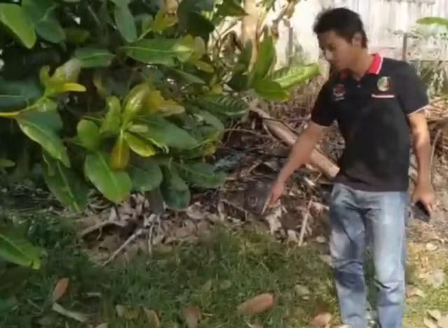 Thấy chú mèo đột nhiên chạy vào bụi cây rồi kêu gào, người đàn ông phát hiện kinh hoàng