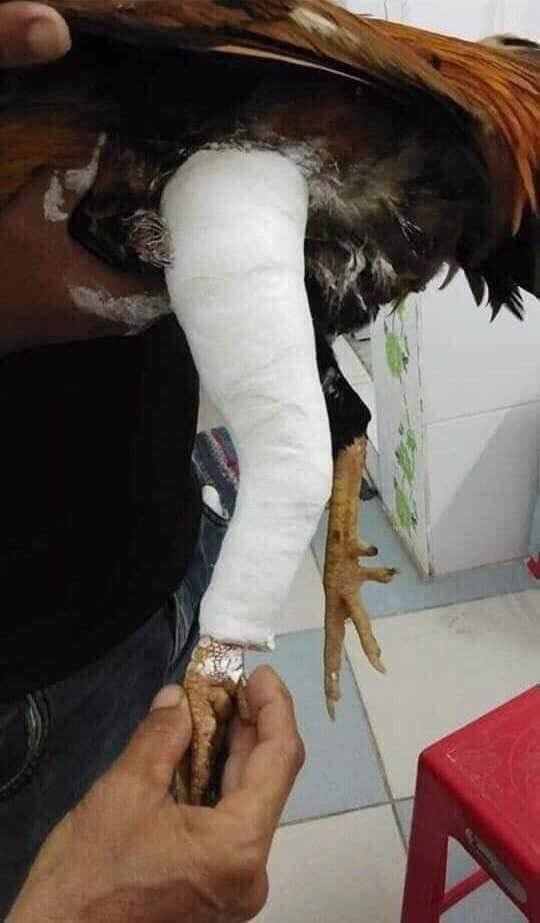 Khi pet bị thương...