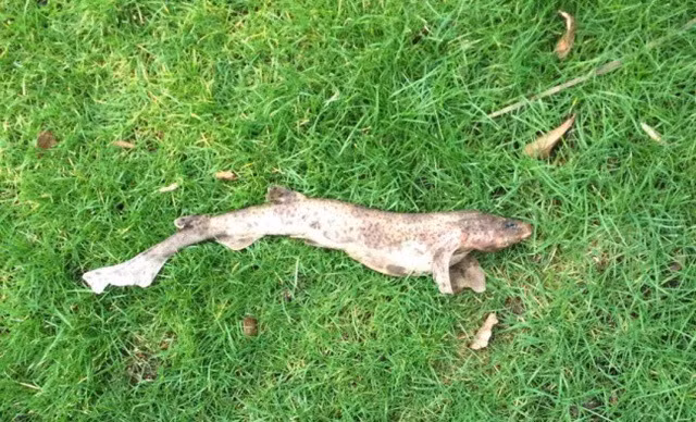 Cá mập từ... trên trời rơi xuống