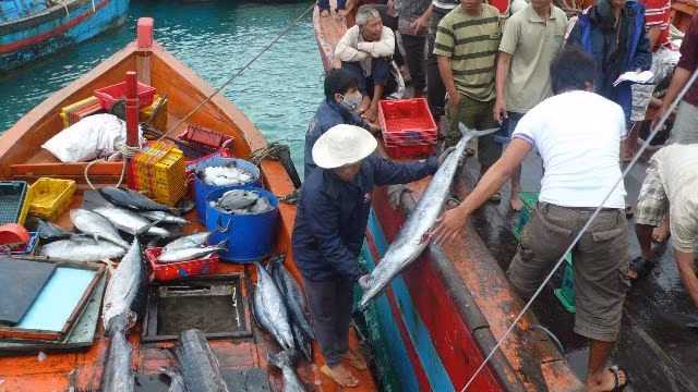 Nhiều tàu cá hành nghề lặn ven đảo cho thu nhập cao ngay những ngày đầu năm mới.