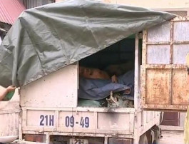 Số mỡ, sừng, xương trâu bò bẩn vừa bị CSGT và Chi cục Quản lý thị trường Thanh Hóa bắt giữ, tiêu hủy.