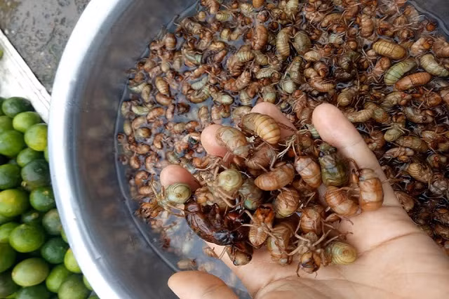 ngon het nac ve sua rang nuoc mang chua tay bac hinh anh 1