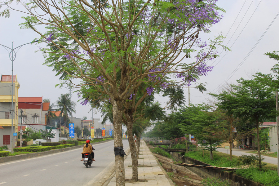 Những ngày này, hàng phượng tím trên trục đường từ thị trấn Bút Sơn xuống biển Hải Tiến (huyện Hoằng Hóa, Thanh Hóa) bắt đầu bung nở đúng dịp nghỉ lễ 30/4 và 1/5. Ảnh: LT. Những ngày này, hàng phượng tím trên trục đường từ thị trấn Bút Sơn xuống biển Hải Tiến (huyện Hoằng Hóa, Thanh Hóa) bắt đầu bung nở đúng dịp nghỉ lễ 30/4 và 1/5. Ảnh: LT.