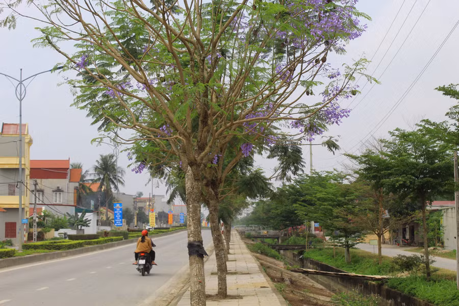 Những ngày này, hàng phượng tím trên trục đường từ thị trấn Bút Sơn xuống biển Hải Tiến (huyện Hoằng Hóa, Thanh Hóa) bắt đầu bung nở đúng dịp nghỉ lễ 30/4 và 1/5. Ảnh: LT.