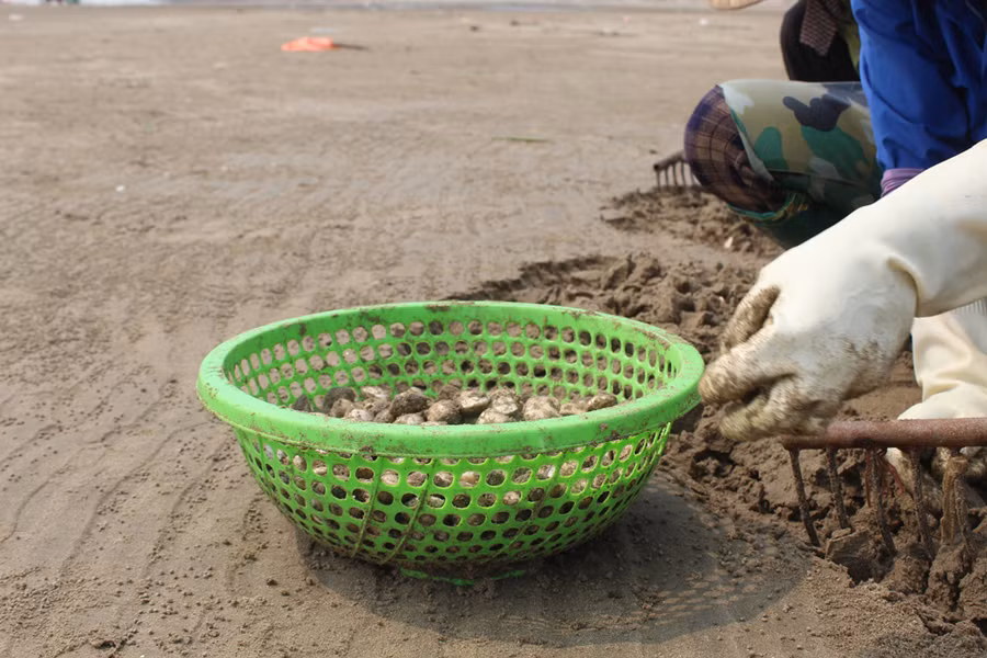 Trung bình, mỗi lao động có thể cào được khoảng 1 tạ (100kg) ngao tươi trong vòng từ 6-7 giờ. Ảnh: LT.