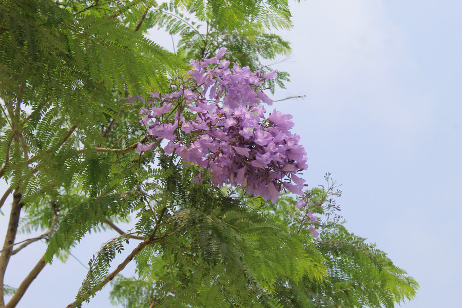 Hiện nay, hoa phượng tím được trồng ở nhiều địa phương, trong đó có Thanh Hóa. Hoa phượng tím khi nở có hình ống, dài 4-5cm và mọc thành từng chùm. Ảnh: LT. Hiện nay, hoa phượng tím được trồng ở nhiều địa phương, trong đó có Thanh Hóa. Hoa phượng tím khi nở có hình ống, dài 4-5cm và mọc thành từng chùm. Ảnh: LT.