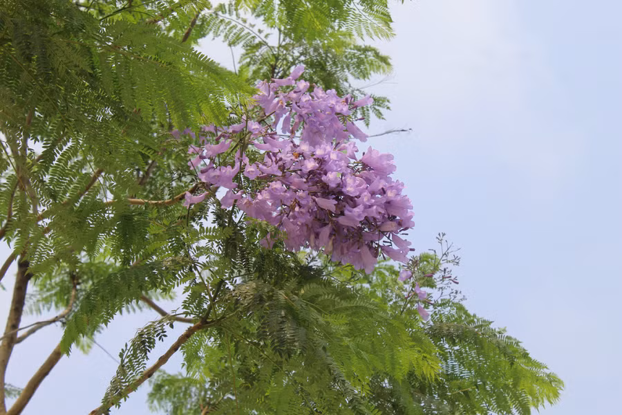 Hiện nay, hoa phượng tím được trồng ở nhiều địa phương, trong đó có Thanh Hóa. Hoa phượng tím khi nở có hình ống, dài 4-5cm và mọc thành từng chùm. Ảnh: LT.
