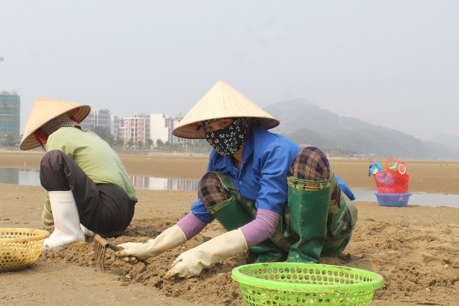 Có mặt ở bãi biển Hoằng Trường từ 3 giờ sáng, chị Tô Thị Hồng (40 tuổi, áo xanh đậm), ở xã Hải Lộc (Hậu Lộc, Thanh Hóa) tâm sự: "Nghề này phơi nắng, dầm mưa không cần kinh nghiệm chỉ cần sức khỏe. Nhà 4 mặt con nên cũng phải chịu khó bươn chải mưu sinh. Mỗi tiếng cào ngao thuê, chúng tôi được trả thù lao 30.000 đồng, có nhiều hôm say nắng ngất lịm trên ruộng ngao”. Có mặt ở bãi biển Hoằng Trường từ 3 giờ sáng, chị Tô Thị Hồng (40 tuổi, áo xanh đậm), ở xã Hải Lộc (Hậu Lộc, Thanh Hóa) tâm sự: "Nghề này phơi nắng, dầm mưa không cần kinh nghiệm chỉ cần sức khỏe. Nhà 4 mặt con nên cũng phải chịu khó bươn chải mưu sinh. Mỗi tiếng cào ngao thuê, chúng tôi được trả thù lao 30.000 đồng, có nhiều hôm say nắng ngất lịm trên ruộng ngao”.