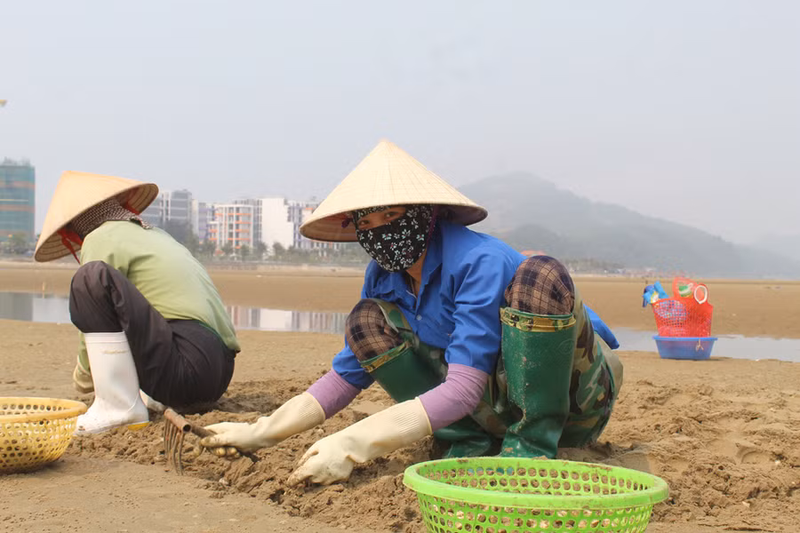 Có mặt ở bãi biển Hoằng Trường từ 3 giờ sáng, chị Tô Thị Hồng (40 tuổi, áo xanh đậm), ở xã Hải Lộc (Hậu Lộc, Thanh Hóa) tâm sự: "Nghề này phơi nắng, dầm mưa không cần kinh nghiệm chỉ cần sức khỏe. Nhà 4 mặt con nên cũng phải chịu khó bươn chải mưu sinh. Mỗi tiếng cào ngao thuê, chúng tôi được trả thù lao 30.000 đồng, có nhiều hôm say nắng ngất lịm trên ruộng ngao”.