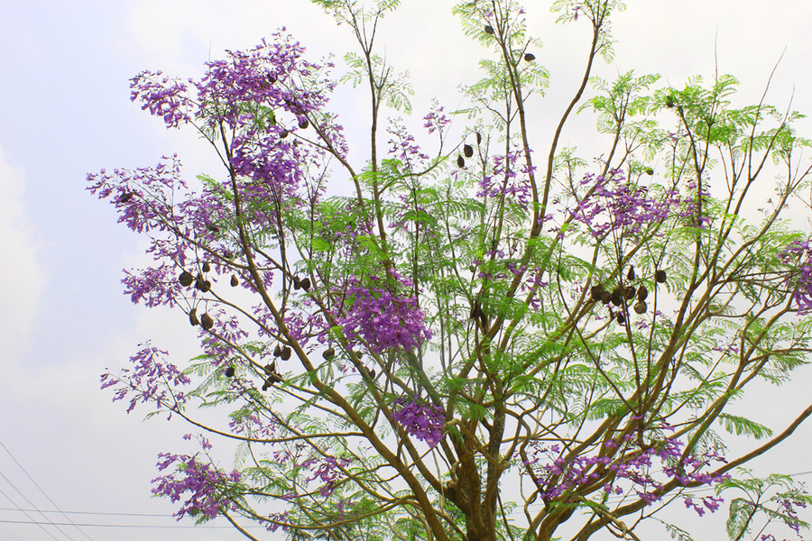 Có những cây hiện đã nở rộ gần hết, màu tím có những cánh hoa xen lẫn với sắc xanh của lá khiến không ít người ngẩn ngơ. Ảnh: LT. Có những cây hiện đã nở rộ gần hết, màu tím có những cánh hoa xen lẫn với sắc xanh của lá khiến không ít người ngẩn ngơ. Ảnh: LT.