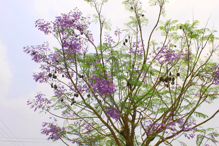 Có những cây hiện đã nở rộ gần hết, màu tím có những cánh hoa xen lẫn với sắc xanh của lá khiến không ít người ngẩn ngơ. Ảnh: LT.