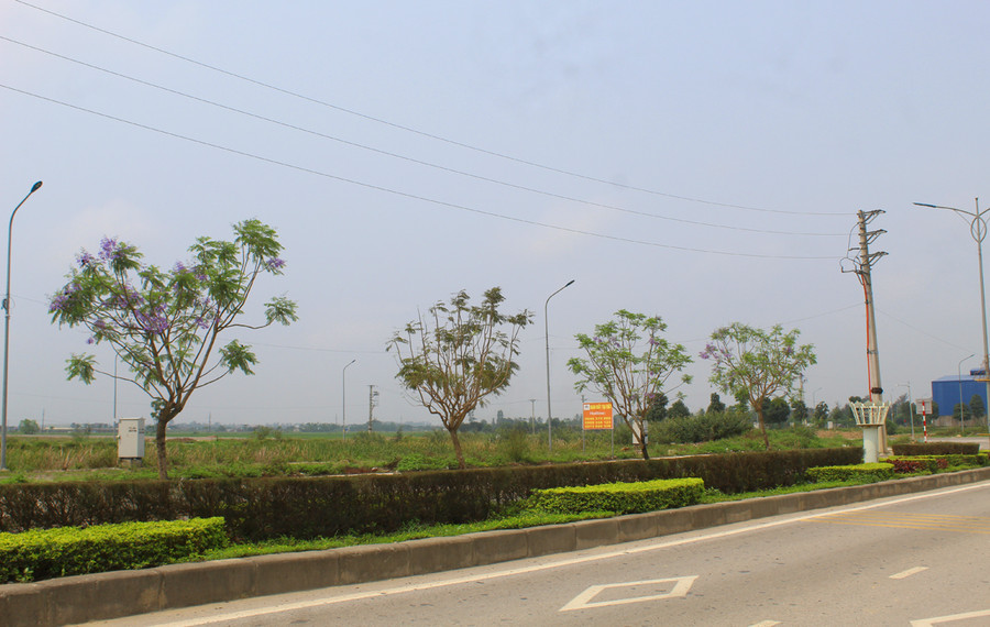 Hàng phượng tím được trồng từ xã Hoằng Đạo kéo dài xuống tới Hoằng Tiến. Năm nay, hoa phượng bắt đầu nở rộ so với thời điểm năm ngoái. Ảnh: LT. Hàng phượng tím được trồng từ xã Hoằng Đạo kéo dài xuống tới Hoằng Tiến. Năm nay, hoa phượng bắt đầu nở rộ so với thời điểm năm ngoái. Ảnh: LT.