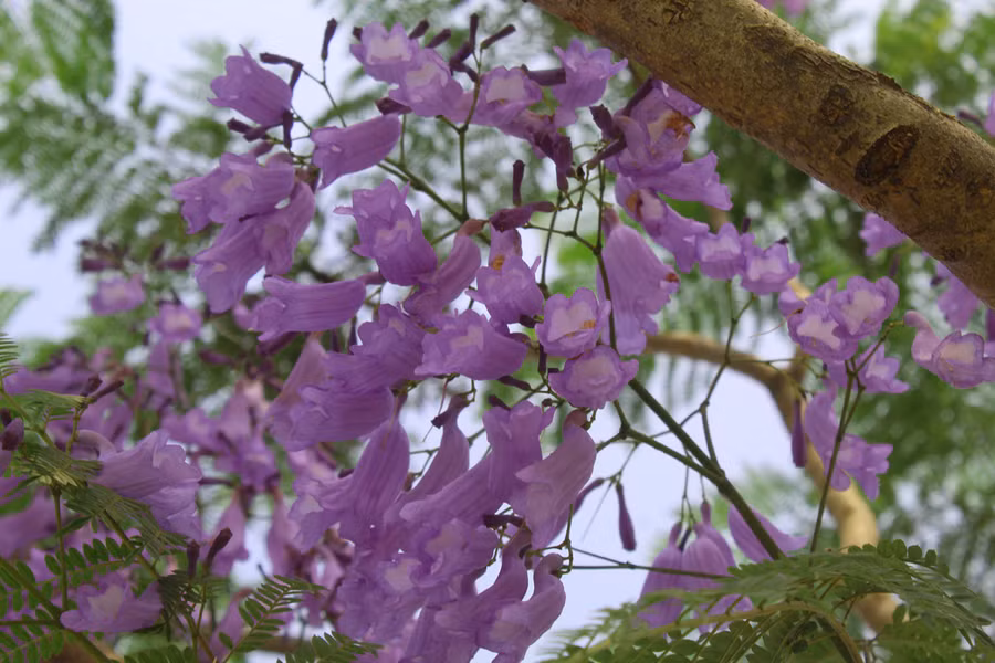 Hoa phượng tím nở thành từng chùm, khoe sắc trong nắng vàng khiến nhiều người mê mẩn. Ảnh: LT.