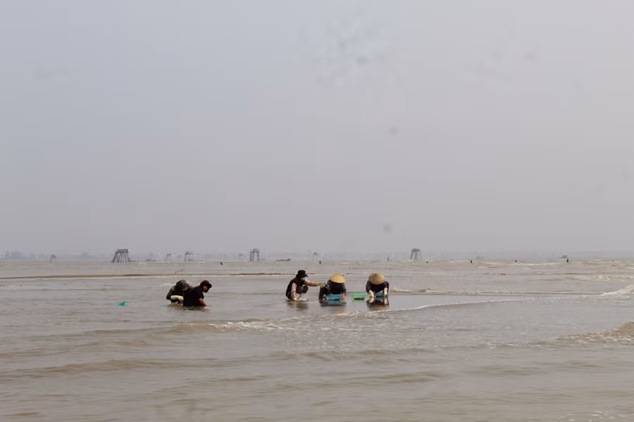 Theo báo cáo quý 1 năm 2023 của UBND xã Hoằng Trường, trong 3 tháng đầu năm nay, sản lượng ngao toàn xã ước đạt gần 50 tấn. Ông Lê Phạm Thảo - Phó Chủ tịch UBND xã Hoằng Trường cho biết, nghề nuôi ngao đã góp phần tạo công ăn việc làm cho người dân tại địa phương và một số xã tại huyện Hậu Lộc,... Ảnh: LT.