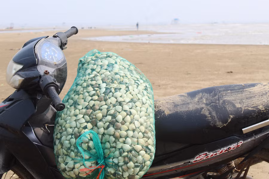Ngao sau khi cào sẽ được nhúng nước cho sạch cát, đóng vào bao và chở đi nhập cho các cơ sở thu mua ngay tại bến. Ảnh: LT.