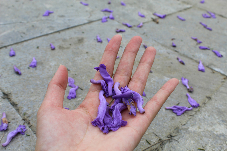 Những cánh hoa phượng tím khiến không ít người phải ngẩn ngơ. Ảnh: LT. Những cánh hoa phượng tím khiến không ít người phải ngẩn ngơ. Ảnh: LT.