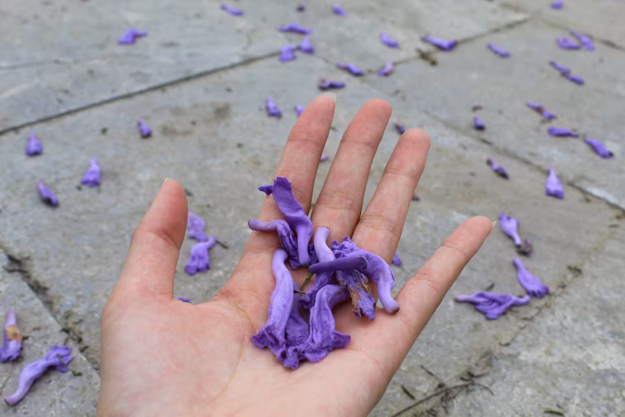 Những cánh hoa phượng tím khiến không ít người phải ngẩn ngơ. Ảnh: LT.