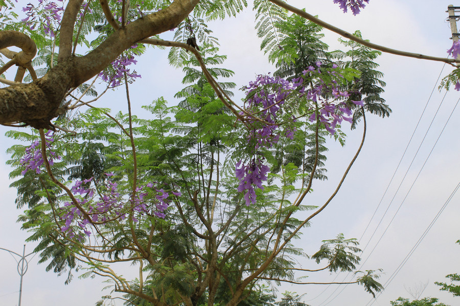 Được biết, phượng tím lần đầu tiên nhập vào nước ta từ những năm 60 của thế kỷ trước, tại TP Đà Lạt và đã trở thành cây đặc sản của thành phố ngàn hoa. Ảnh: LT. Được biết, phượng tím lần đầu tiên nhập vào nước ta từ những năm 60 của thế kỷ trước, tại TP Đà Lạt và đã trở thành cây đặc sản của thành phố ngàn hoa. Ảnh: LT.
