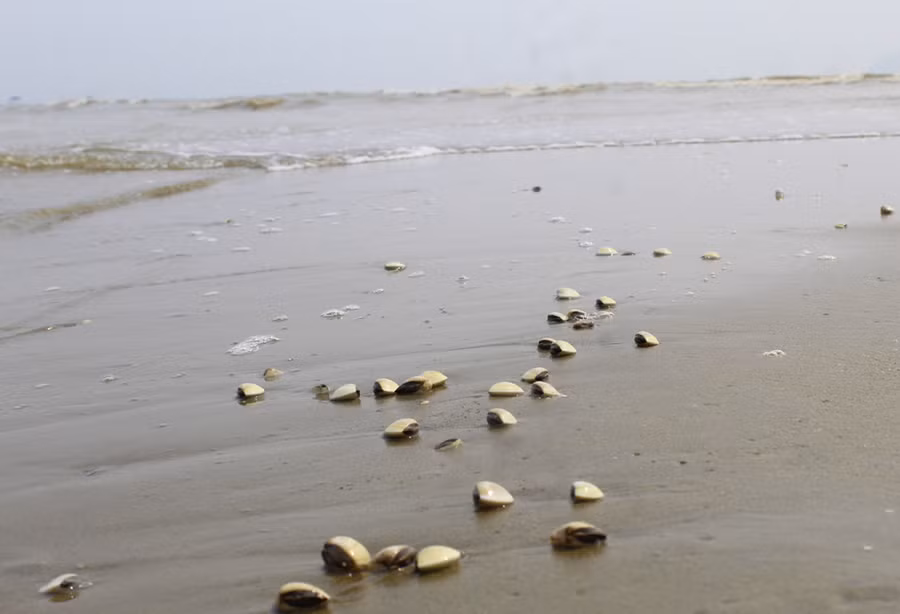 Những người cào ngao thuê tại cửa biển Hoằng Trường cho biết, vào mùa này ngao thường có trứng, béo và ngọt hơn so với những thời điểm khác trong năm. Ảnh: LT.