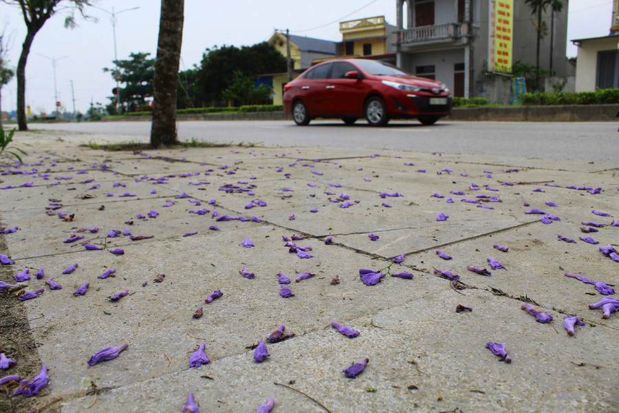 Không rực cháy như phượng đỏ, những cánh phượng tím mang vẻ đằm thắm, thanh tao như làm dịu đi cái nắng nóng, oi bức của ngày hè. Ảnh: LT. Không rực cháy như phượng đỏ, những cánh phượng tím mang vẻ đằm thắm, thanh tao như làm dịu đi cái nắng nóng, oi bức của ngày hè. Ảnh: LT.