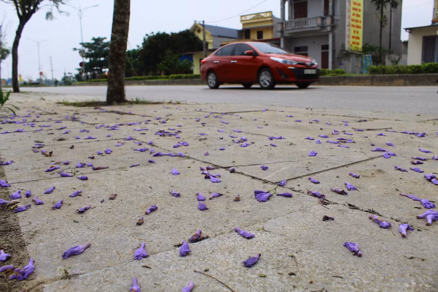 Không rực cháy như phượng đỏ, những cánh phượng tím mang vẻ đằm thắm, thanh tao như làm dịu đi cái nắng nóng, oi bức của ngày hè. Ảnh: LT.