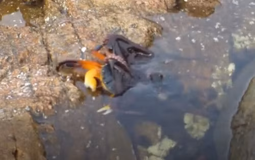 Kinh ngạc cảnh bạch tuộc lên bờ săn cua trong chớp nhoáng