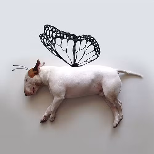 Bo anh doc va hai huoc ve cho cung-Hinh-4