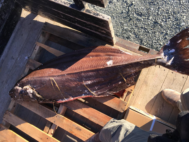 ca “ngoai hanh tinh” la chua tung thay troi dat bo bien my hinh anh 2