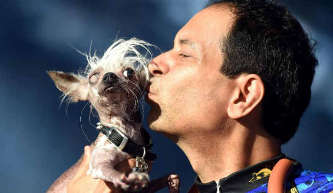 Chú chó có mào Trung Quốc Rascal Deux được chủ nhân âu yếm trong cuộc thi. Chú chó có mào Trung Quốc Rascal Deux được chủ nhân âu yếm hôn trong cuộc thi. Ảnh: AFP.