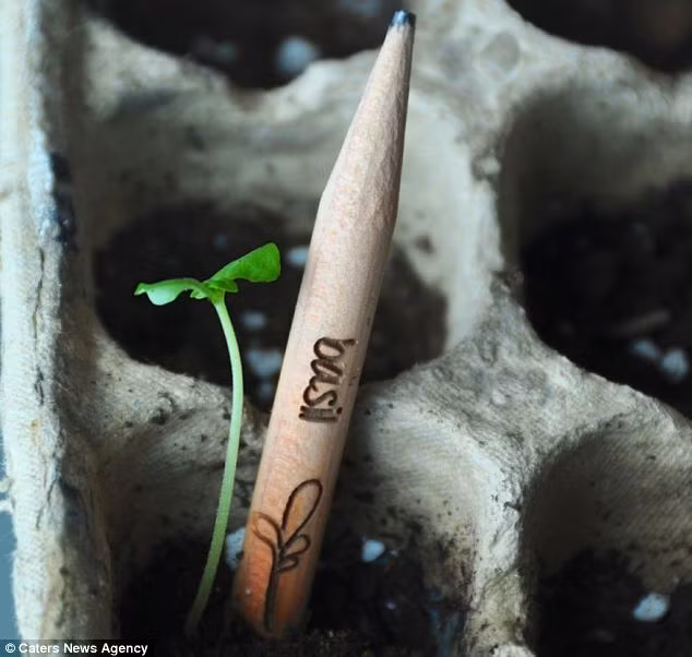 Độc đáo bút chì hóa thành cây nếu cắm xuống đất