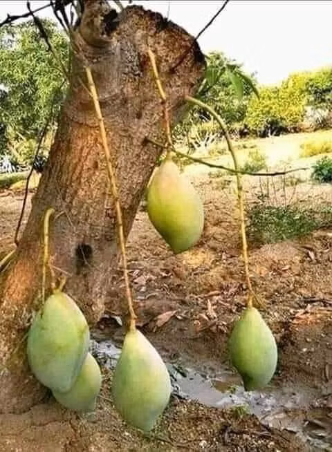 Vượt khó mùa đại dịch. Ảnh MXH.