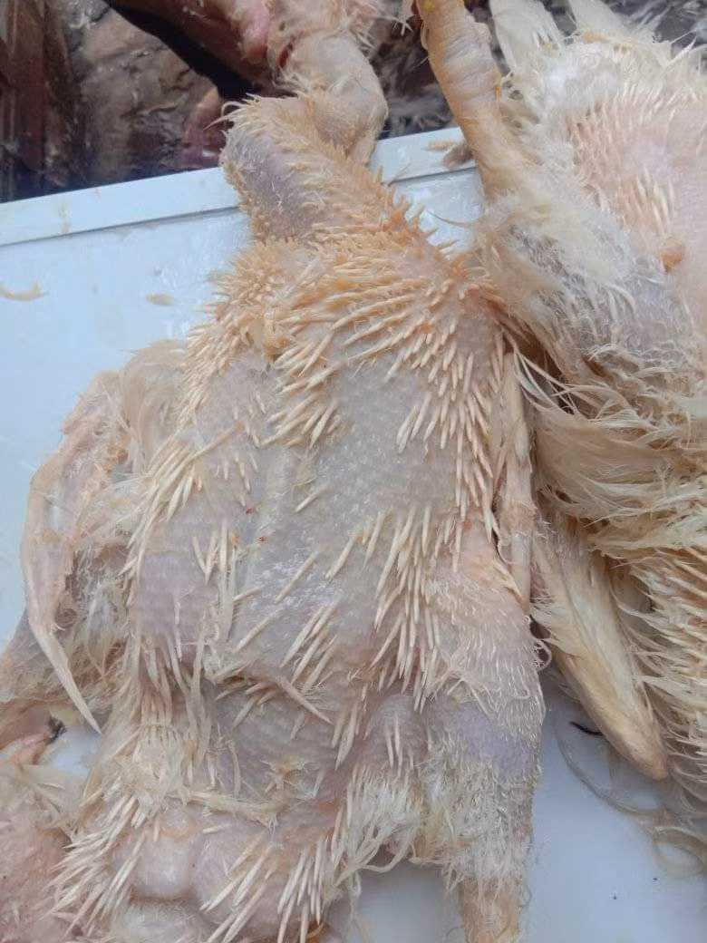 Giãn cách, ở nhà rảnh rỗi mua được con vịt lai nhím về làm giết thời gian.