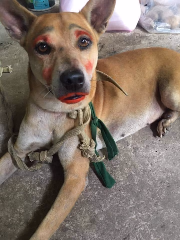 Dịch thì chỉ ở nhà makeup sương sương thế này thôi.