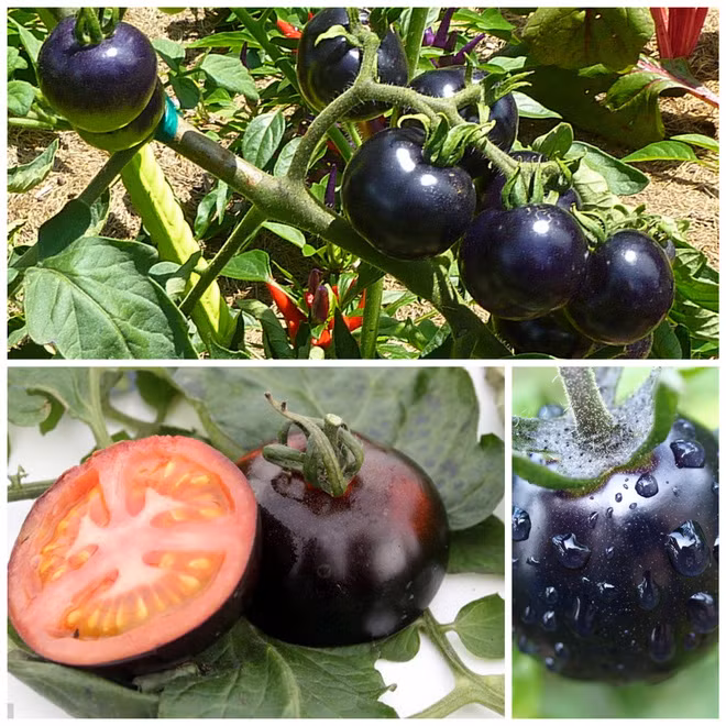 Những loại trái cây bất chấp mọi quy luật để tồn tại với vẻ ngoài vô cùng kỳ dị - Ảnh 5.