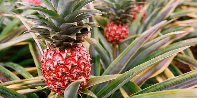 Những loại trái cây bất chấp mọi quy luật để tồn tại với vẻ ngoài vô cùng kỳ dị - Ảnh 9.