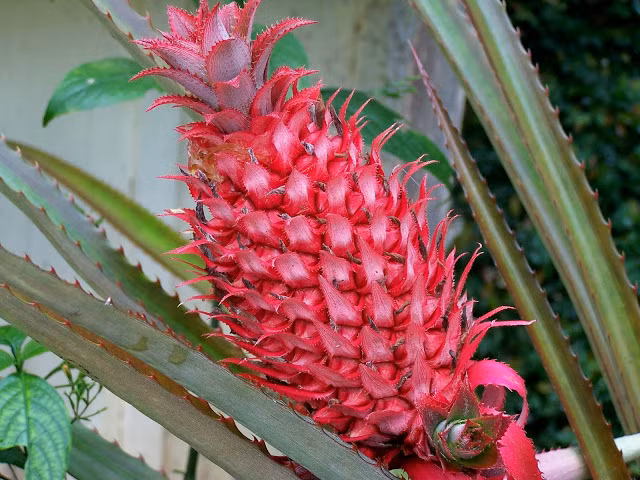 Những loại trái cây bất chấp mọi quy luật để tồn tại với vẻ ngoài vô cùng kỳ dị - Ảnh 8.