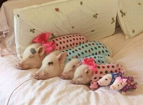 Gia đình nhà lợn. 10-anh-hai-hot-nhat-facebook-trong-ngay-6