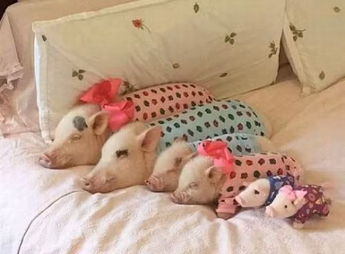 10-anh-hai-hot-nhat-facebook-trong-ngay-6