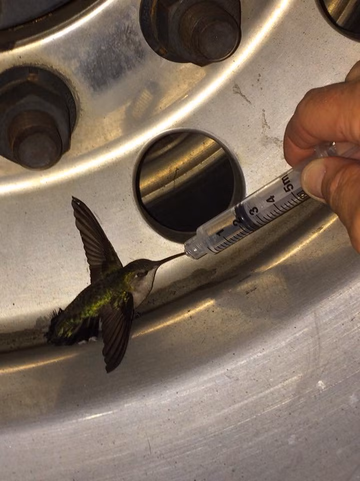 chim “kiet suc” bay vao tram cuu hoa nho giup hinh anh 1