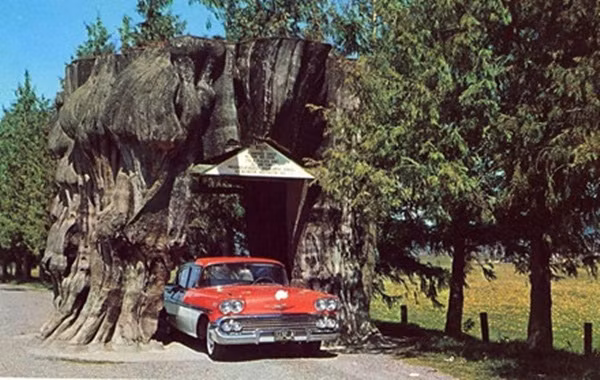 duong-xuyen-qua-goc-cay