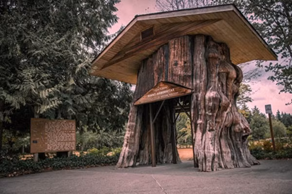 duong-xuyen-qua-goc-cay