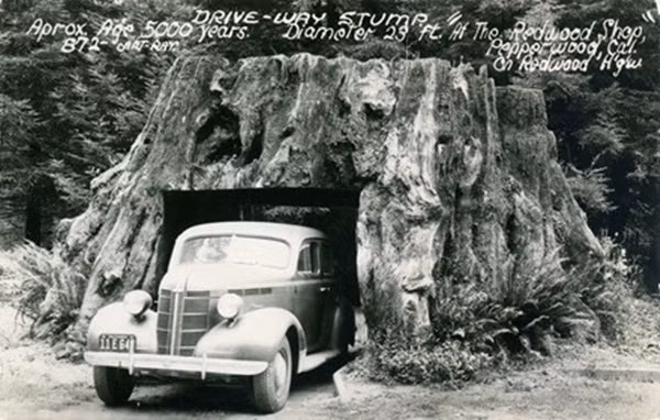 duong-xuyen-qua-goc-cay