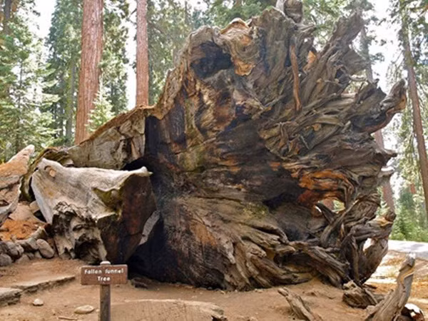 duong-xuyen-qua-goc-cay